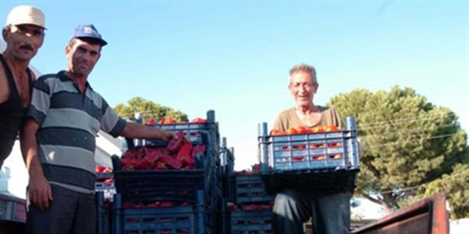 Domates Üreticisini Önce Üzdü, Sonra Sevindirdi