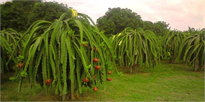 Güney Amerika`nın `Ejder Meyvesi`ni Mersin`de Yetiştirdi