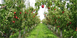 Bu Elma Bahçesi 700 Futbol Sahası Büyüklüğünde