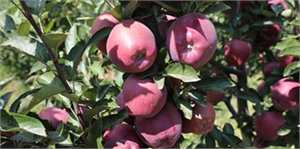 Elmada Rekolte Arttı, 10 Yıl Sonra Üreticinin Yüzü Güldü