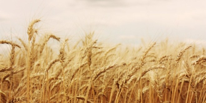 Erzurum`da Buğday Verimini 2`ye Katlayacaklar