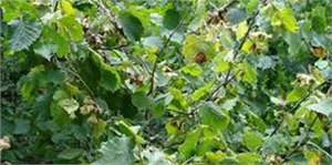 Türkiye`de Fındık Sektörüne Yapılan Yatırımlar