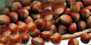 Fındıkta İhracat Değil, Üretim Sorunu Yaşıyoruz