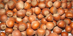 Fındıkta Verim ve Kaliteyi Artırma Projesi