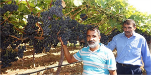 GAP`lı Çiftçiler Sarıgöl Üzüm Bağlarında İncelemede Bulundu