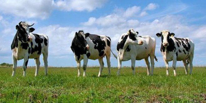 Halkapınar`da Gebe Düve Dağıtım Programı Düzenlendi