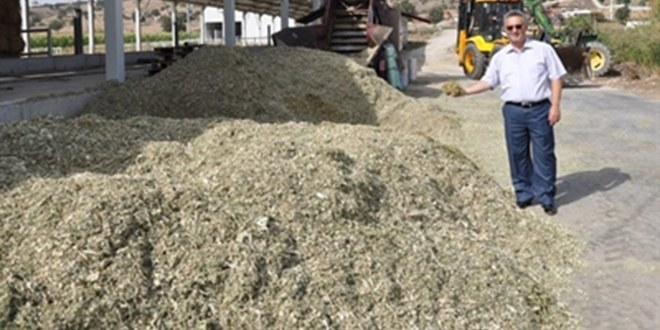 Gediz Ovasında Silajlık Mısır Hasadı Başladı