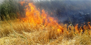 Güneştekin`ten `Anız Yakmayın` Uyarısı!