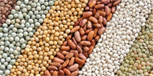 Güneydoğu`nun Hububat, Bakliyat ve Yağlı Tohum İhracatı Azaldı