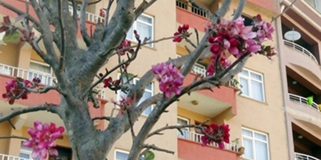 Hakkari`de Meyve Ağacı Çiçek Açtı