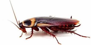 `Hamam böceklerini kaçırıyorlar`