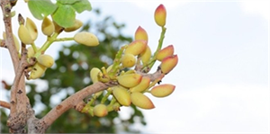 Hizan`da Yetişen Fıstık Bölgenin Kaderini Değiştirecek