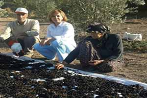 Horoz Karası Üzümler Kurutuluyor