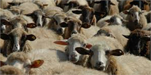 TZD Başkanı Yetkin`den Kurbanlık Açıklaması