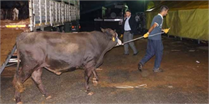 İlk Kurbanlıklar İstanbul`a Giriş Yaptı