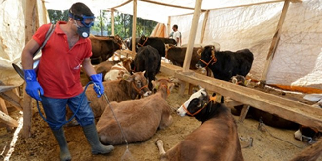 İzmir Bayrama Hazırlanıyor, 30 Tane Kesim Çadırı Kuruldu