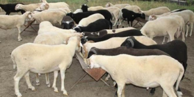 İzmir`de Yüzde 20 Civarında Gebe Kurbanlık Tespit Edildi