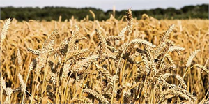 `Kampüs` Adana Borsası`nın hacmini ikiye katlayacak