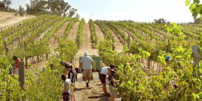 Karabük Bağcılığı ve Sorunları