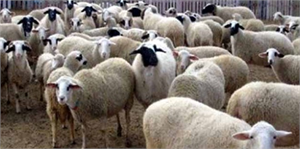 Kilis`te Küçükbaş Hayvan Kaçakçılığı