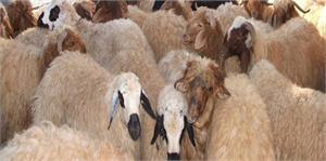 Sınır Hattında 48  Küçükbaş Hayvan Yakalandı