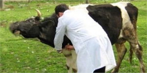 Kırıkkale`de, Hayvan Hastalık ve Zararlılarıyla Mücadele Çalışmaları