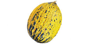 Kırkağaç`ın En Güzel Kavunu Seçildi