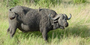 Kızılırmak Deltası`ndaki Manda Sayısı Arttı