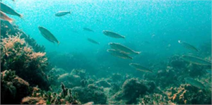 Körfez`deki İyileşme Balığa Yaradı