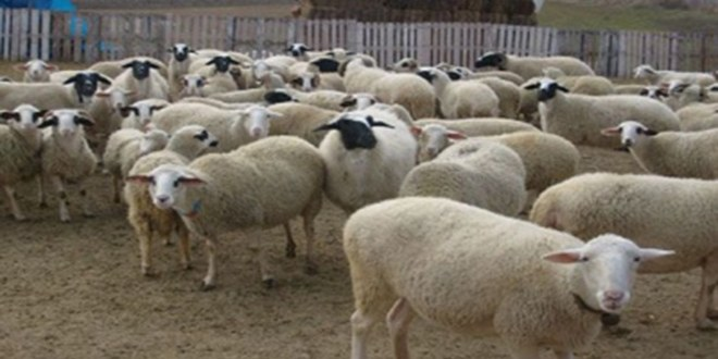 Küçükbaş Kurbanlıklarda Kalite `Yüksek` Fiyatlar `Normal`
