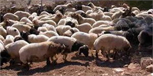 Gaziantep`te Küçükbaş Hayvan Kaçakçılığı