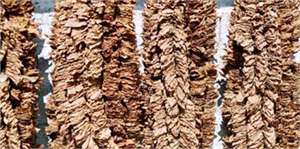 Kuraklık, Tütün Rekoltesi ve Kalitesini Düşürdü