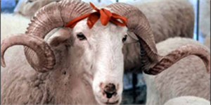 Kurban Alırken Aşı Formuna Dikkat Edin