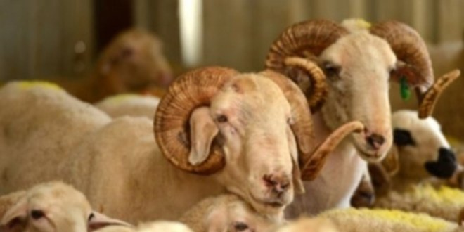 Kurban Bayramı Öncesi Tedbirler Artırıldı