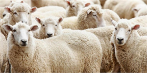 Kurban Bayramı`na Doğru