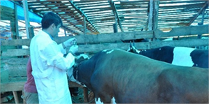 Ordu`da Kurbanlık Hayvanlara Denetim