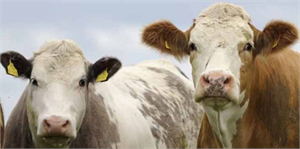 Kurbanlıkların Canlı Kilo Fiyatı 12-12,50 TL Civarında