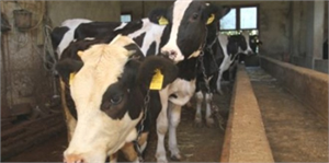 Kurbanlıklar İçin `Alo Küpe` Hattı