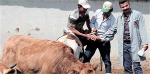 Kurbanlıklara Sıkı Denetim