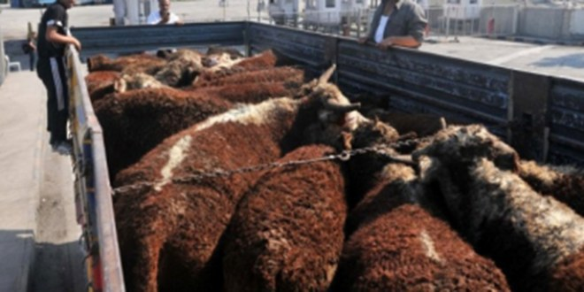 Kurbanlıklarda `Çözüm Süreci` Bereketi