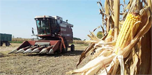 Kurtalan`da TMO Mısır Alımlarına Başladı