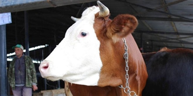 Kütahya`da Kurbanlık Hayvanlar Görücüye Çıktı