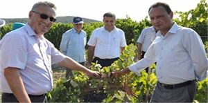 Manisa`da Organik Sofralık Üzüm Yetiştiriciliği Hızla Artıyor