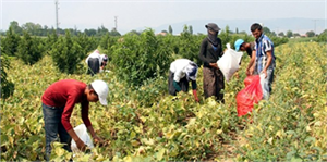 Mevsimlik Çocuk İşçiler İçin Dönüş Zamanı