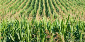 Domuzlar, Mısır Tarlasına Zarar Verdi