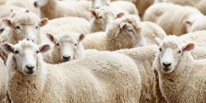 Kaçak Kurbanlıklar Haram