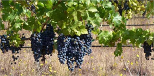 Nevşehir`de Üzüm Üretimi Her Geçen Yıl Azalıyor