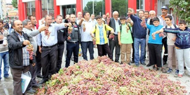 Manisa`da üzümler dalında kaldı