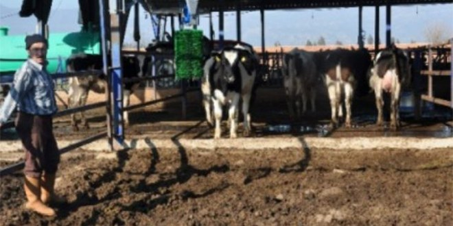 Organik Üretim Artınca İnekler Altın Yumurtlamaya Başladı