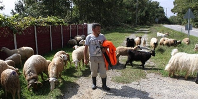 Mavi Dil Hastalığı Kurban Satışlarını Olumsuz Etkiliyor